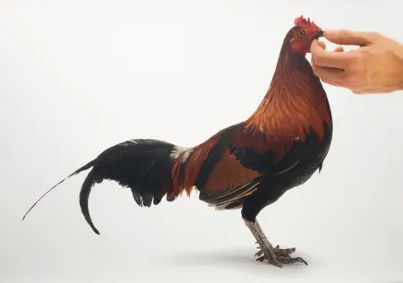 Многоэкземплярное Произведение Vanmechelen - Feeding Chicken