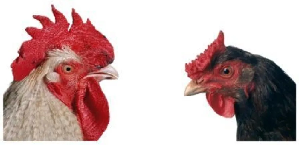 Многоэкземплярное Произведение Vanmechelen - Mechelse Bresse (M) x English Redcap (F)