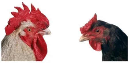 Многоэкземплярное Произведение Vanmechelen - Mechelse Bresse (M) x English Redcap (F)