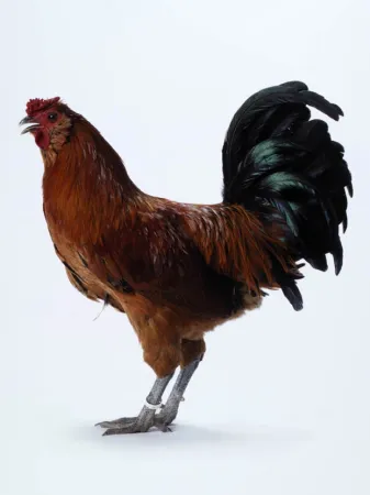 Многоэкземплярное Произведение Vanmechelen - Mechelse Owlbeard