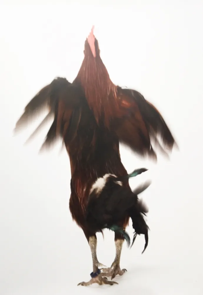 Многоэкземплярное Произведение Vanmechelen - Running Chicken