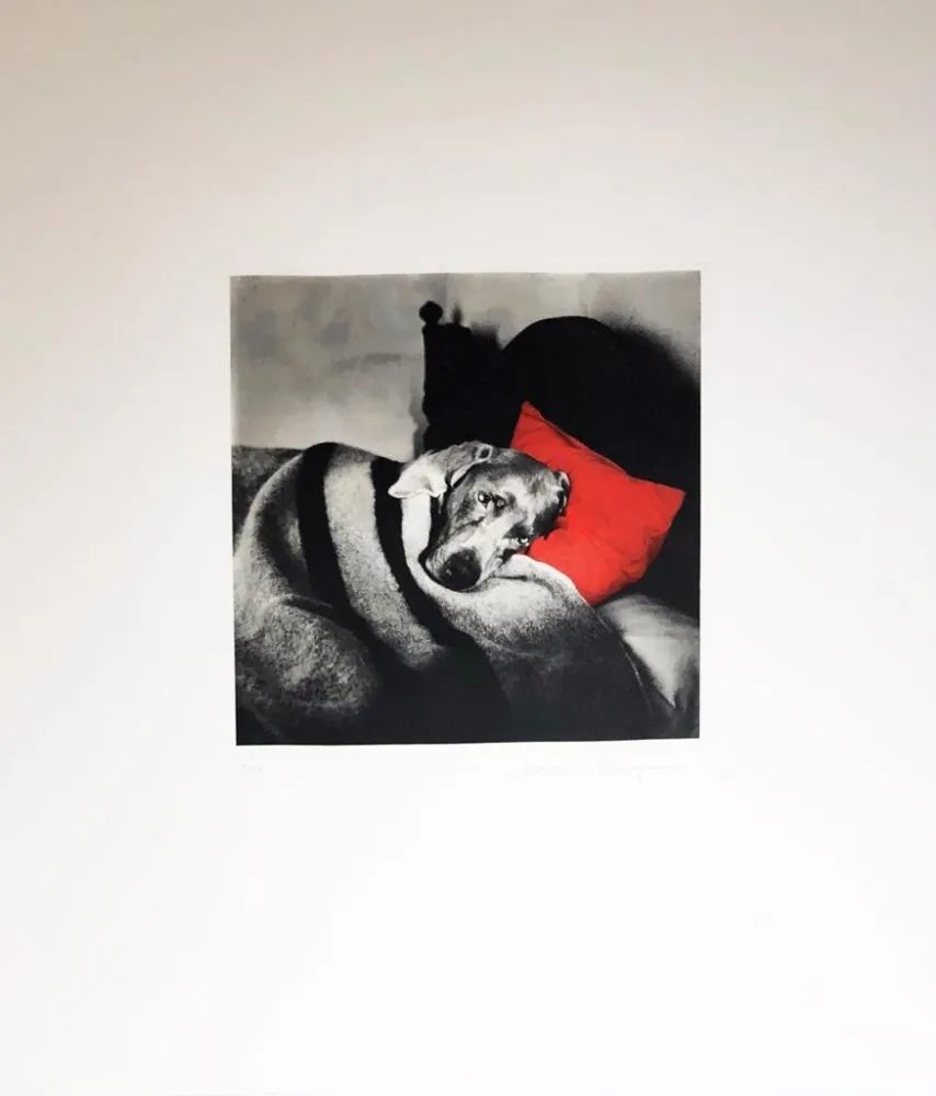 Гравюра Wegman - Cinderella Sleeping