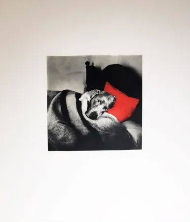 Гравюра Wegman - Cinderella Sleeping