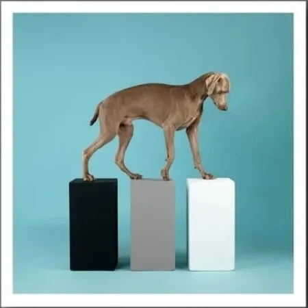 Фотографии Wegman - DOG 
