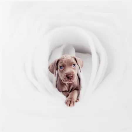 Фотографии Wegman - New