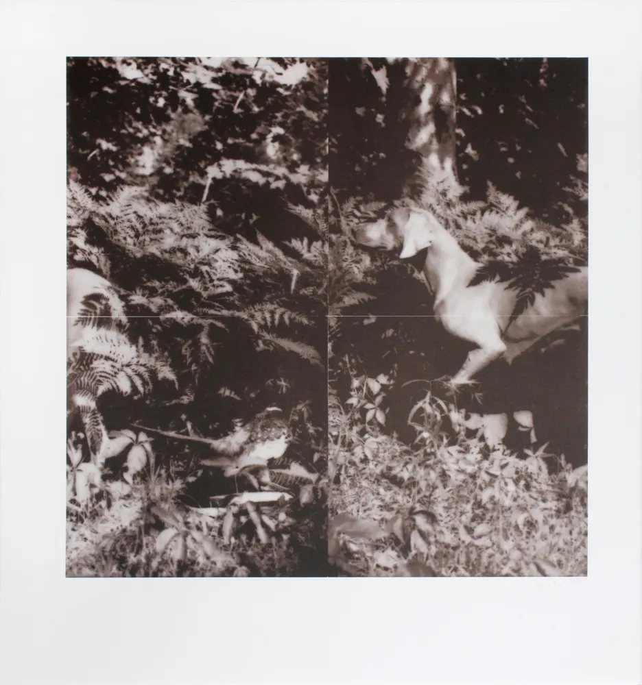 Литография Wegman - Untitled