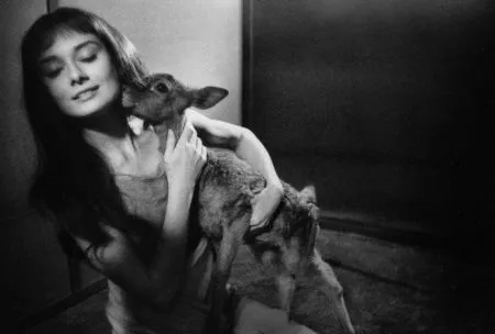 Фотографии Willoughby - Audrey Hepburn and deer