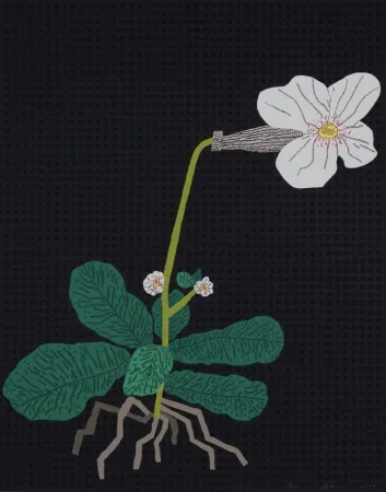 Сериграфия Wood - White Flower with Grid