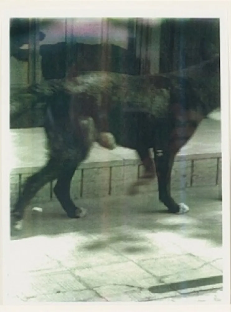 Многоэкземплярное Произведение Wool - Untitled