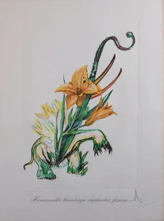 Многоэкземплярное Произведение Dali - Hemerocallis thumbergii elephanter furiosa, 1972 - Hand-signed!