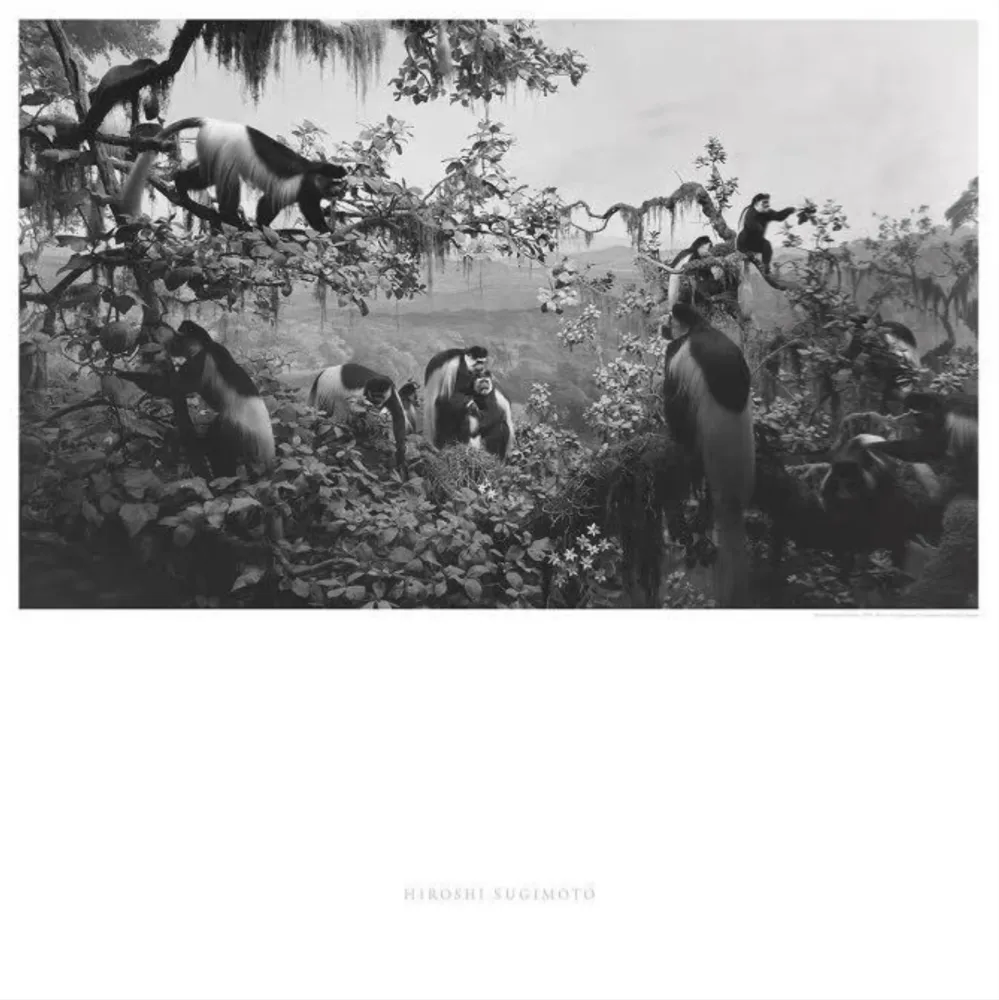 Гашение Sugimoto - Abyssinian Colobus