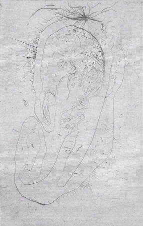 Иллюстрированная Книга Wols - Naturelles